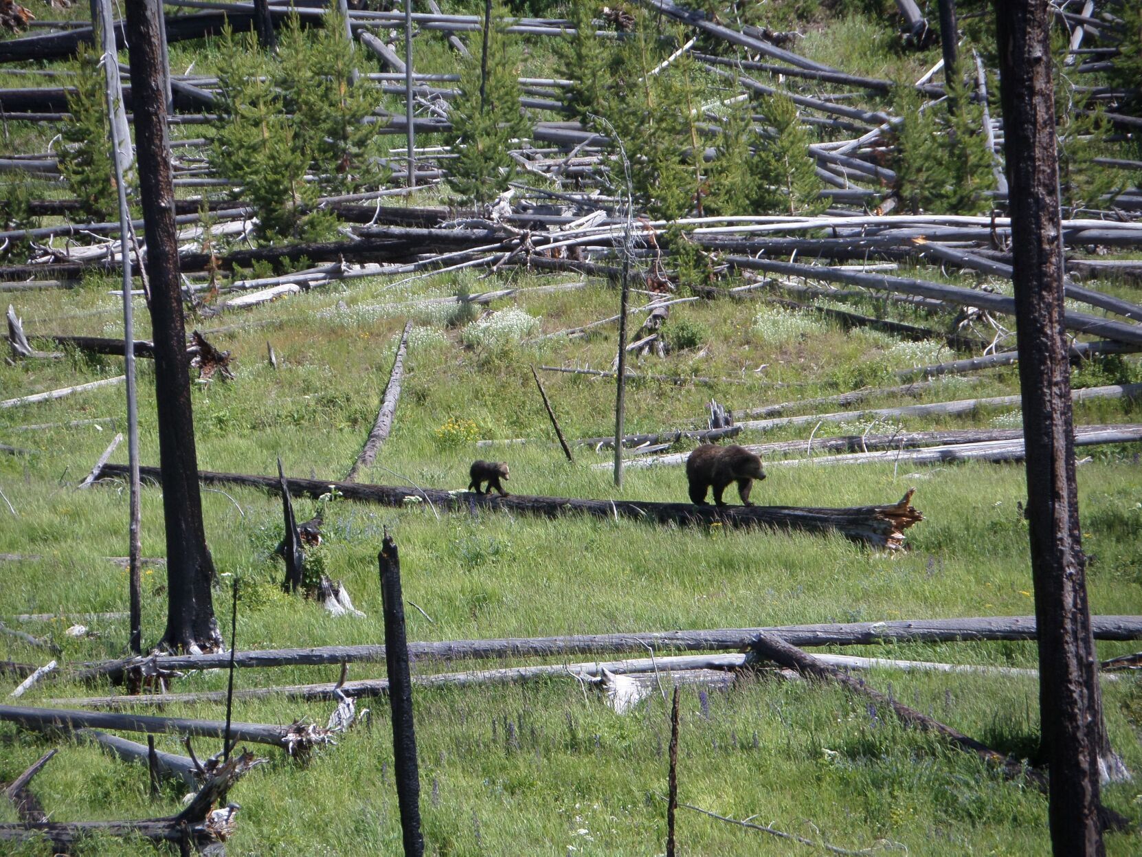 Mama Grizzly